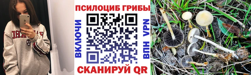 где можно купить наркотик  Зима  Псилоцибиновые грибы Psilocybe 